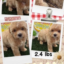 Bran Stark - Apricot male Maltipoo puppy in Wayland, New York from Loris Pampered Pooches💕