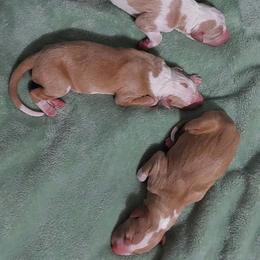 Girl 2 - White and red female Ibizan Hound puppy in Oklahoma from Nevaeh Ibizan Hounds