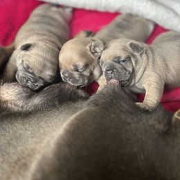 French Bulldog Puppies from Upcountry Frenchies