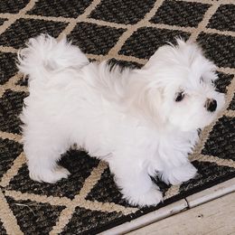 Maltese from The Puppy Patch
