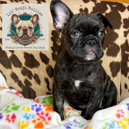 French Bulldog Puppies from Lil' Bougi Bullies