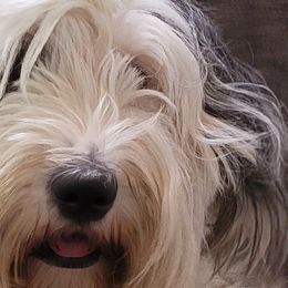 Old English Sheepdogs from Wintercrest Farms