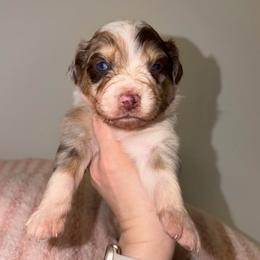 Bunny - Red merle female Australian Shepherd puppy in Anniston, Alabama from All Hale Aussies