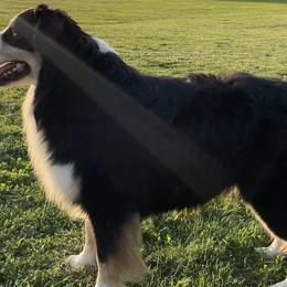 Australian Shepherds from Double S Australian Shepherds