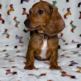 Dwight - Dapple male Dachshund puppy in Sulphur Springs, Texas from Waggin Beach Paradise Doxies