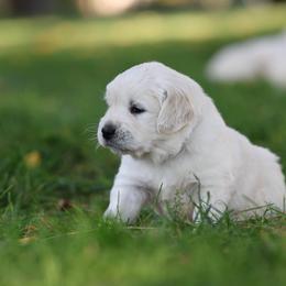 Summit - Light golden male Golden Retriever puppy in Payette, Idaho from Stonewick Retrievers
