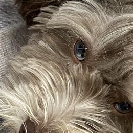 Bernedoodles, Cavapoos, Goldendoodles, Schnoodles, and Shihpoos from NC Doodle Puppies