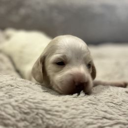 Bo Peep - Cream female Dachshund puppy in Crestview, Florida from Neverending Dachies