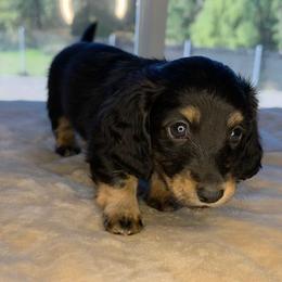 Black and Cream Boy - Black and cream male Dachshund puppy in Woodland, Washington from SJs Dachshunds