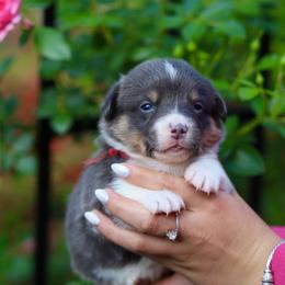 Girl 2 - Blue female Pembroke Welsh Corgi puppy in Ocala, Florida from Dolan Farms Corgis