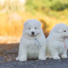 Samoyed Puppies from Carefree Samoyeds