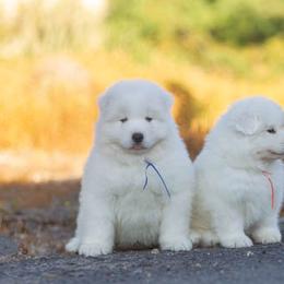 Samoyed Puppies from Carefree Samoyeds