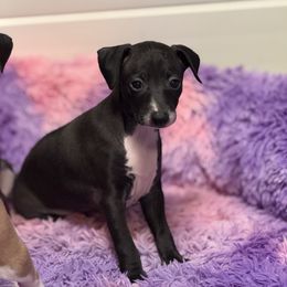 Seal Girl - Seal female Italian Greyhound puppy in Bedford, Texas from Nariba Kennels