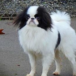 Pierce - Japanese Chin