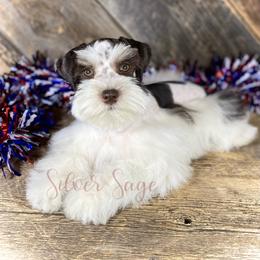 Miniature Schnauzer Puppies from Silver Sage Schnauzers