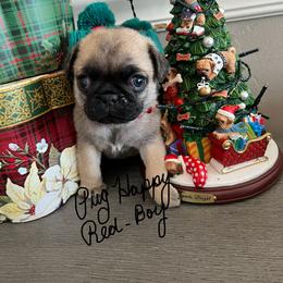 Boy 4 - male Pug puppy in Scottsdale, Arizona from Pug Happy