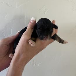 Spring - Tri-color female Bernedoodle puppy in Payson, Utah from Country Sky Doodles