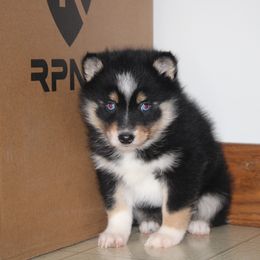 Koda - Gray and white male Pomsky puppy in Apple Creek, Ohio from Kathryn Troyer