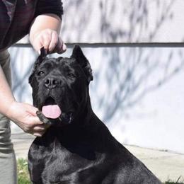Fiona - Cane Corso