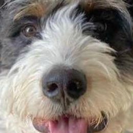 Bernedoodles and Poodles from Red Tulip Poodles