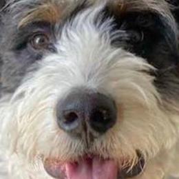 Bernedoodles and Poodles from Red Tulip Poodles