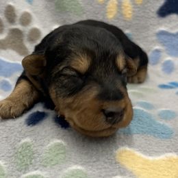 Bandy - Black and tan male Welsh Terrier puppy in West Plains, Missouri from Sycamore Ridge Puppies
