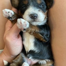 Bernedoodle Puppies from Scarlett Doodles