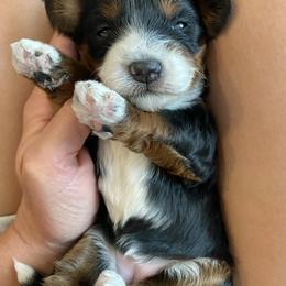 Bernedoodle Puppies from Scarlett Doodles