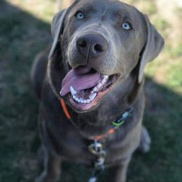 Dilute Retriever All Grown Up from Calizona Labs