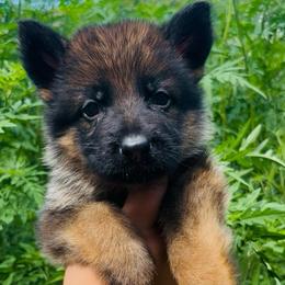 Echo - Sable female German Shepherd puppy in Youngsville, North Carolina from Di casa Esperanza