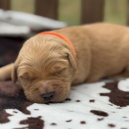Boy 1 - Dark golden male Golden Retriever puppy in Scio, Oregon from Stackhouse Family Farm