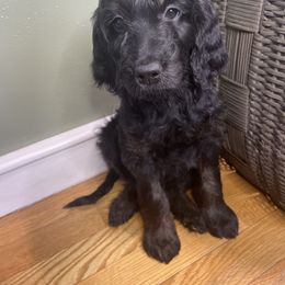 Goldendoodle Puppies from PNW Puppies
