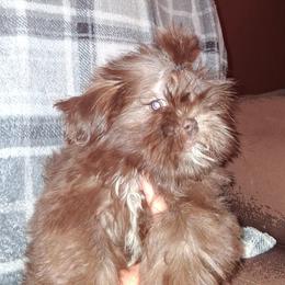 Girl 2 - Liver and white female Shih Tzu puppy in Birmingham, Alabama from K&D kennels