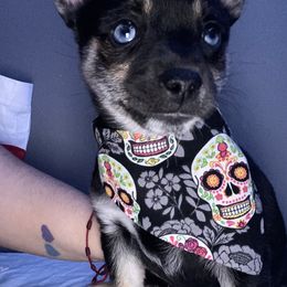 Pomsky Puppies from Urban Sky Kennel
