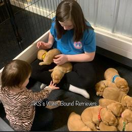 Labrador Retriever Puppies from AKS’s Water Bound Retrievers