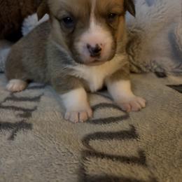Boy 1 - Sable male Pembroke Welsh Corgi puppy in Tucson, Arizona from Sierrita Mountain Corgis