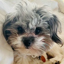 Companion Crosses from Cutest Puppies Ever