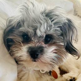 Companion Crosses from Cutest Puppies Ever