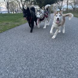 Siberian Husky Puppies from Young Orchard Siberians