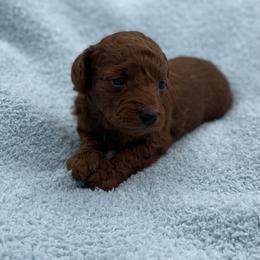 Boy 2 - male Goldendoodle puppy in Kansas City, Kansas from Bella & Ivy’s Mini Goldendoodles of KC