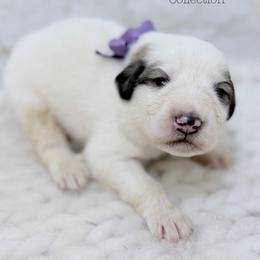 Dottie - White and badger female Great Pyrenees puppy in San Marcos, California from Faith Family Freedom Farm