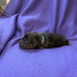 Blue Collar - Red male Dachshund puppy in Kingston, Texas from Oak Bridge Farm