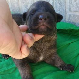 Male green - Black and red male German Shepherd puppy in Mccool Junction, Nebraska from Sininger Lagoon