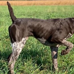 German Shorthaired Pointers from Helmbrecht GSP's