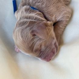 Romeo - Caramel cream male Australian Labradoodle puppy in Dawson, Georgia from Still Pond Australian Labradoodles