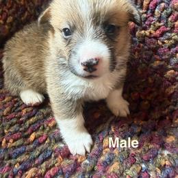 Boy 3 - Red male Pembroke Welsh Corgi puppy in Ridgeland, South Carolina from FOF Lowcountry Corgis