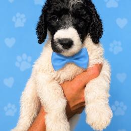 Flurry - Parti male Poodle puppy in Washington, Pennsylvania from Patriotic Poodles