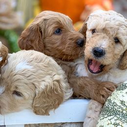 Goldendoodle Puppies from OCGoldendoodles