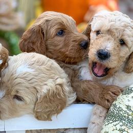 Goldendoodle Puppies from OCGoldendoodles