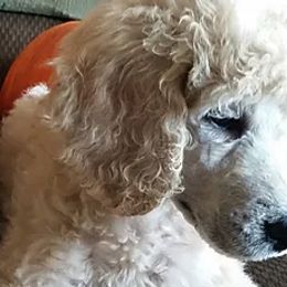 Poodles and Whoodles from Twin Pines